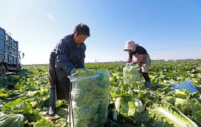 河北玉田：白菜采收忙